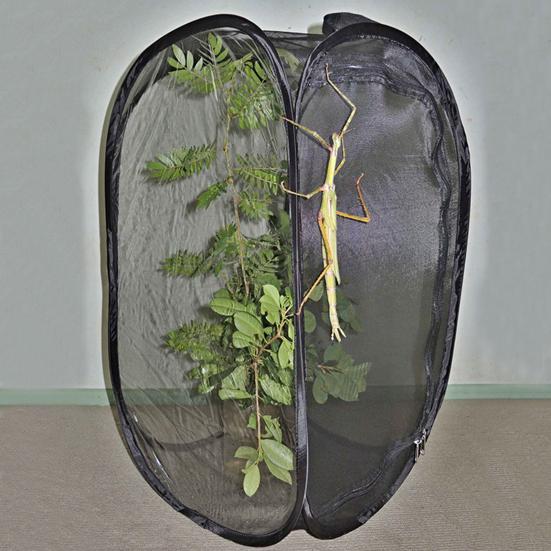 Collapsible Insect Cage Foldable Polyester Perfect Incubator Butterfly Cage for Home