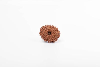Doğal 11 Mukhi Rudraksha Boncuğu – Nepal Kökenli | Lord Hanuman'ın Lütfu, Cesaret ve Korkusuzluk İçin Enerjilendirilmiş Boncuk | Organik ve Laboratuvar Sertifikalı