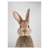 Realistic Furry Animals Cute Prints Poster Canvas Painting Hd Modern Wall Art Pictures For Living Room Bedroom Home Decoration
