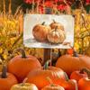 Pumpkin Metal Tin Sign Thanksgiving Day Sign Vintage Fall Decor Pumpkin Art Vintage Tin Sign Pumpkin Artwork Pumpk Autumn Metal Poster Thanksgiving
