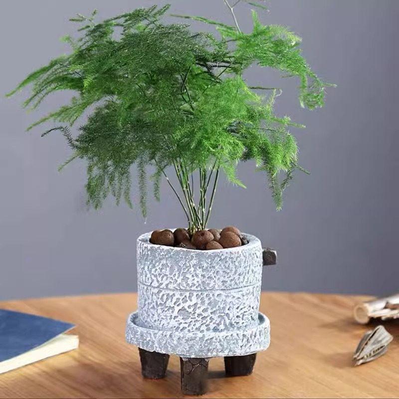 Asparagus Fern Hydroponic Bonsai for Indoor Decoration
