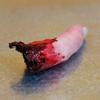 Halloween Horror Bloody Finger Prank Prop Bloody Severed Finger Realistic bloody severed finger scary props scary Fake Finger