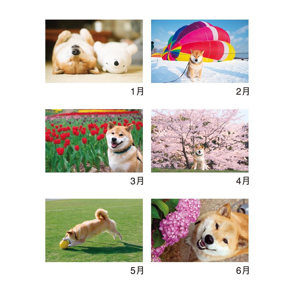 Nový Japonský kalendář 2026 Nástěnný kalendář a Shiba Inu s chronologií NK35 "Maru Walk"