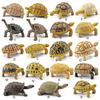 Sulcata Tortoise Mold Vivid Clear Texture 3D Effect Sea Ocean Life Simulation Animal Model for Kids