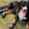 4 Stück Wasserdichte Hundeschuhe Sommer Hundesandalen Rutschfest Leichtgewicht Haustier Hundestiefel Outdoor Strapazierfähig Hundesandalen Haustierbedarf