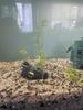 1 Piece of Tree Branch Fragments Aquarium Decoration, Fish Tank Landscape Decoration, Shrimp and Fish Hiding House
