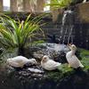 3 Pieces Resin Duck Statue Adorable Garden Ornament HandPainted for Courtyard, Pond