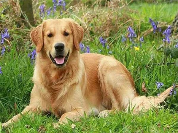 5d Diy Diamond Painting Labrador Dog Room Decor Diamond Embroidery Animal Natural Scenery Mosaic Crystal Picture