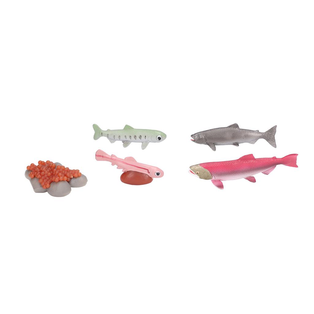 Growth Cycle Model Vinyl Material Safe Odorless Vivid Real Salmon Animal Life Cycle Model for Above