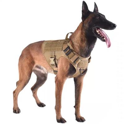 Perros – Collares y correas