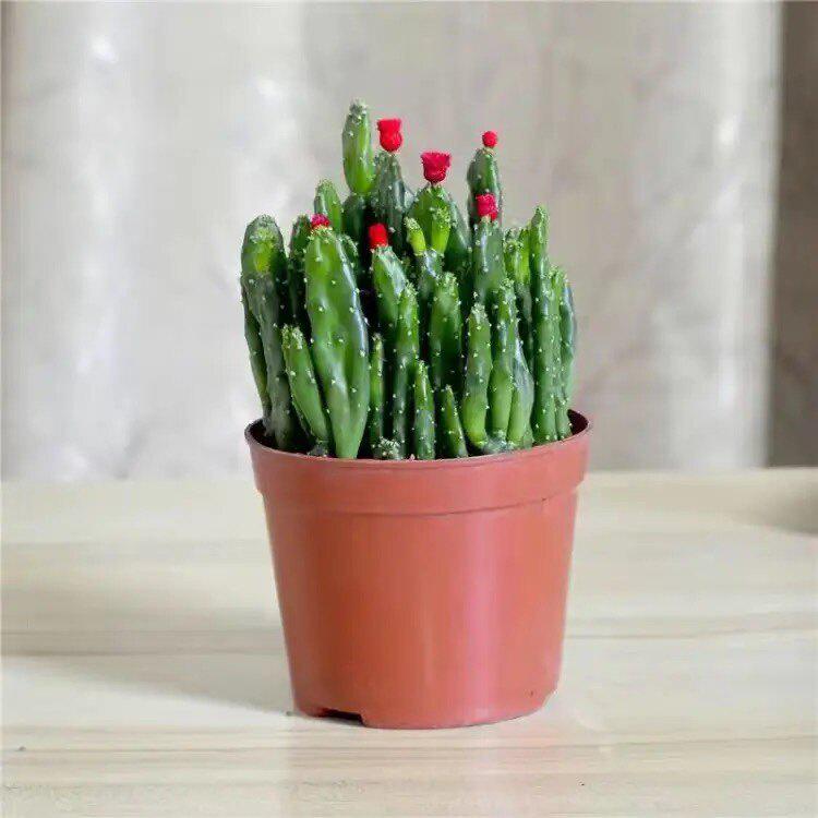 Ten Thousand Layer Mountain Money-Attracting Succulent Cactus Tree for Indoor and Office Decor