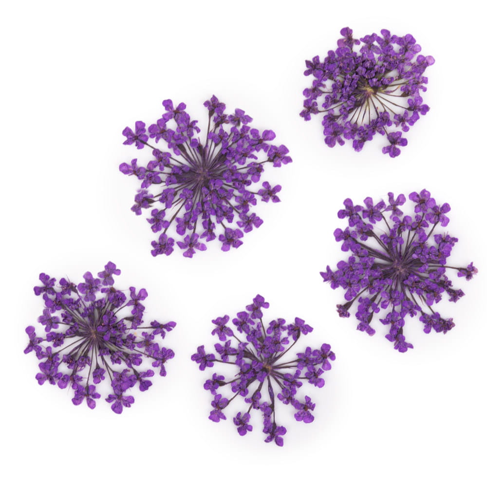 Suszone Kwiaty Do Zdobień Paznokci Mollylac Purple 5Szt