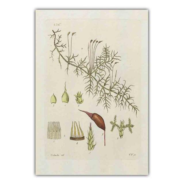 

Скандинавское ретро искусство холст картина с изображением растений цветы и листья научно-популярный постер гостиная коридор украшение дома фреска без рамки 21*30cm No Frame