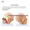 Removable Brain and Cerebral Artery Human Head Anatomy Model