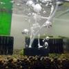 Decorazione Cranio Danzante per Acquario in Plastica Stampa 3D Scheletro Dinamico Aeratore Appassionati di Acquari