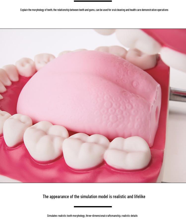 Human Tooth Anatomy Model for Teaching and Simulation - Detachable Denture Mold