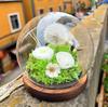 Eternal Flower Spherical Glass Cover Rose Sunflower Gift Christmas Valentine's Day Gift Eternal Flower Spherical