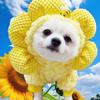Pet Autumn and Winter Clothing Products New Sunflower Dog Hat Turned Into Velvet Dog Cat Teddy Than Bear