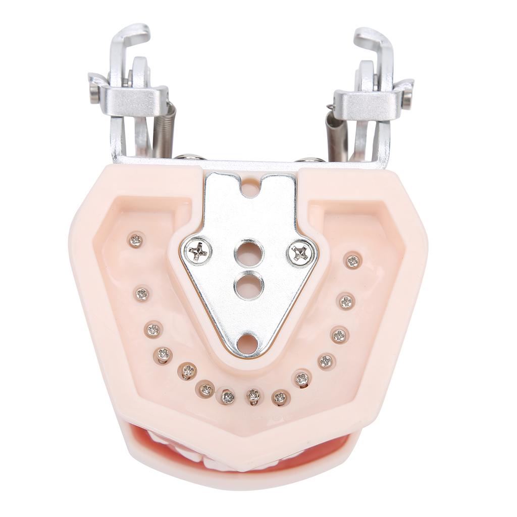 Detachable Teeth Model Simulation Dental Teeth Model for Teaching Practice with Screwdriver