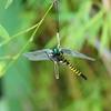 Outdoor Mosquito Repellent Simulation Big Dragonfly Small Dragonfly Mosquito Repellent Artifact Model Toy