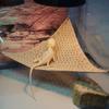 Suction Cup Lizard Hammock Hanging Reptile Mesh Hammock Pet Bed Swing  Pet Resting