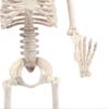 Anatomical Toys Photography Props Halloween Human Skeleton Pumpkin Skull Body Figurine Bone Model