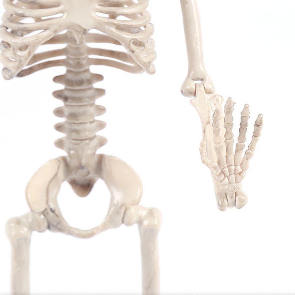Anatomical Toys Photography Props Halloween Human Skeleton Pumpkin Skull Body Figurine Bone Model