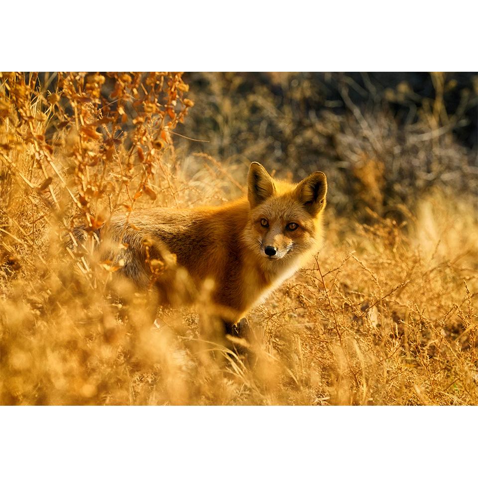 

5D DIY алмазная живопись животное горный хрусталь художественная картина набор для вышивки крестом полная алмазная вышивка мозаика лиса домашний декор подарки Full Round 20x30CM