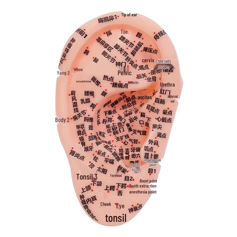 XINMAN Ear Acupoint TCM Teaching Model