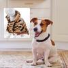 Dog Tiger Costume Puppy Clothes Coat Autumn Winter Dress Size Xxl Stylish Pet Hoodies for Walking Photo Sessions