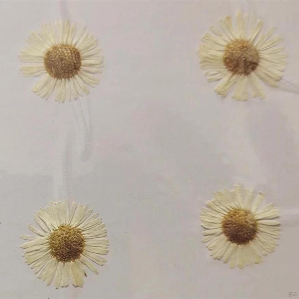 12 Pcs Dried Pressed Flowers DIY Art Craft Photography Props for Phone Case