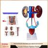 Modello 3D del Sistema Urinario Umano: Rene, Uretere, Vescica, Uretra Maschile e Femminile