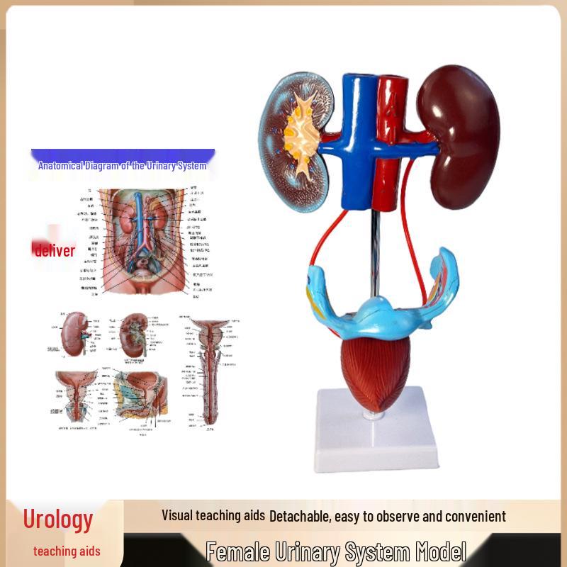 Modello 3D del Sistema Urinario Umano: Rene, Uretere, Vescica, Uretra Maschile e Femminile