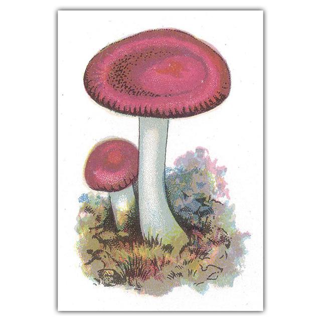 

Ретро искусство красивый цвет гриб холст картина кухня настенное искусство растение плакат гостиная коридор украшение дома фреска без рамки 21*30cm