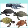 Figuras de Animais Tartaruga Réplica de PVC Modelos Colecionáveis Para Exposições de Diorama