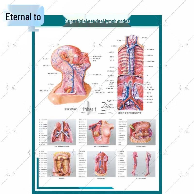 Human Internal Organs Anatomy Chart Set