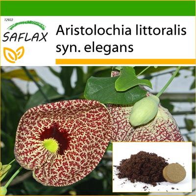 Dutchman's Pipe - 80 semi - Con substrato in vaso per una migliore coltivazione - Aristolochia littoralis