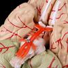 W89C Gedemonteerd Anatomisch Menselijk Model Anatomie Medisch Lesinstrument