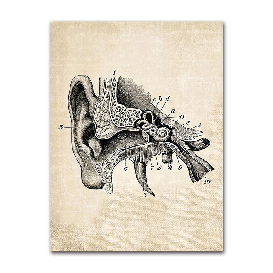 Wandbilder für Krankenhaus, Arzt, Büro, Dekor, Wandkunst, Leinwand, Malerei, Anatomie, Skelett, nordische Poster und Drucke, Vintage