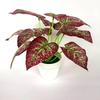 Bicolor Simulated Caladium Artificial Green Plant Potted Indoor Decoration