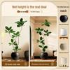 Luxury Indoor Black King Kong Artificial Green Plant - Large Potted Floor Ornament for Living Room Decoration