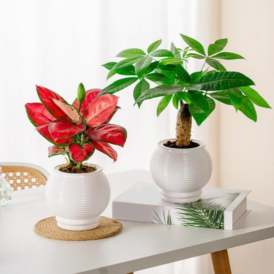 Selbstbewässernder Topf für Zimmerpflanzen Kleiner Kunststoff-Blumenpflanztopf mit Dochtseil und Reservoir für Usambaraveilchen, Grünlilie, Orchidee