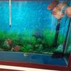 Liquid-In-Glass Aquarium Thermometer for Aquarium FishTank Accurate Floating Laboratory Thermometer
