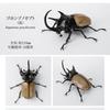 Beetle Insect Model Articulated Realistic 10 Joints Desktop Decor Ornament Chalcosoma Chiron Dynastes Grantii