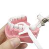 1Pc Dental Teeth Oral Care Teaching Demonstration Model  Brushing Flossing Practice Typodonts Models Student Education Tool