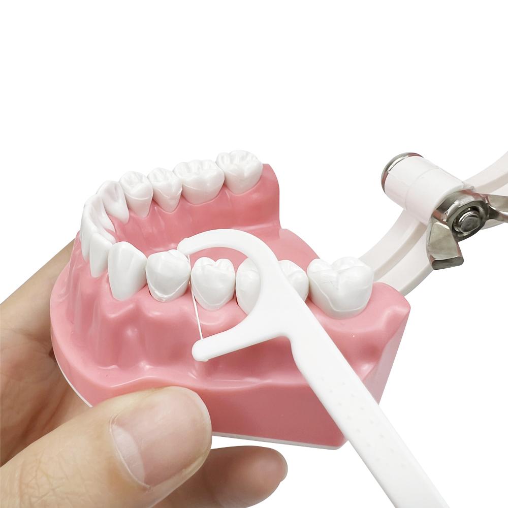 1Pc Dental Teeth Oral Care Teaching Demonstration Model  Brushing Flossing Practice Typodonts Models Student Education Tool