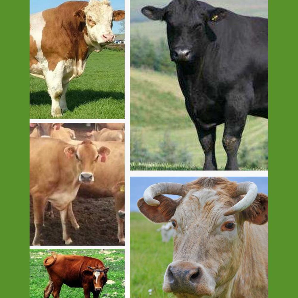 Anelli nasali per svezzamento vitelli 5x Anello nasale per svezzamento mucca Prevenzione suzione latte Strumento per svezzamento bestiame da fattoria Compatto Per bovini
