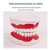 Children's Dental Teaching Aid: Tooth Brushing Toy Model