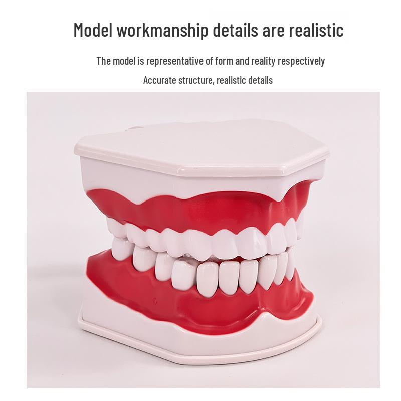Children's Dental Teaching Aid: Tooth Brushing Toy Model