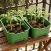 1/2/3x Seed Sprouter Tray with Cover Sprout Dish Growing Pot Seed Germination Tray Soilless Cultivation Germination Nursery Tray